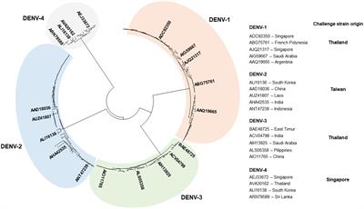 Preclinical proof of concept of a tetravalent lentiviral T-cell vaccine against dengue viruses